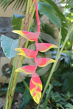 Beautiful flower of Thailand - Heliconia rostrata also known as hanging lobster claw or false bird of paradise