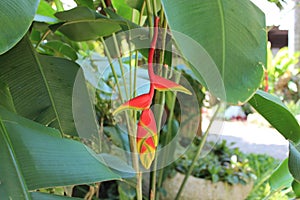 Beautiful flower of Thailand - Heliconia rostrata also known as hanging lobster claw or false bird of paradise