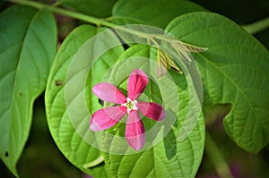 Beautiful flower  to its greeny background