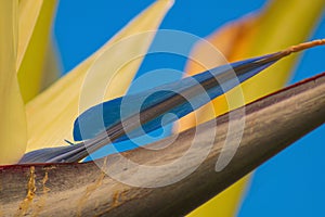 Beautiful flower of tree during flowering season and subsequent fruiting close-up with streaks of sweet attractant for