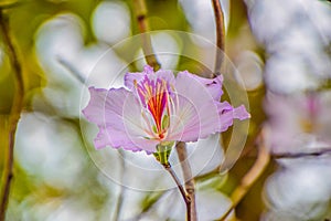 Beautiful flower on tree, Scientific name : Bauhinia variegata, Close up of purple flower on blurred nature background