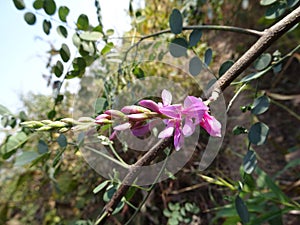 Beautiful flower of true indigo indigofera indica plant macro close up