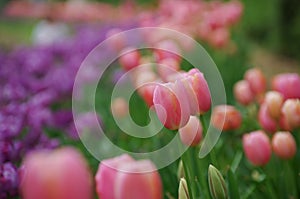 Beautiful flower  tulips