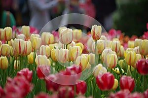 Beautiful flower  tulips