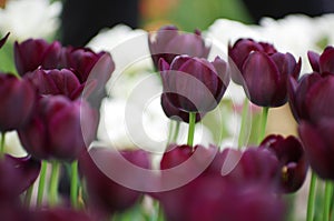 Beautiful flower  tulips