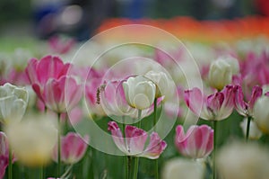 Beautiful flower  tulips