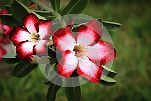 Flower called adenium obesum, Also known as Desert Rose. photo