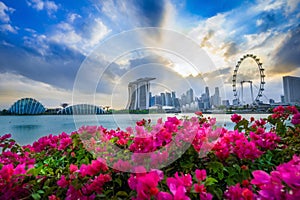 Beautiful flower and view of central Singapore: Marina Bay Sands hotel, Flyer wheel, ArtScience museum and Supergrove