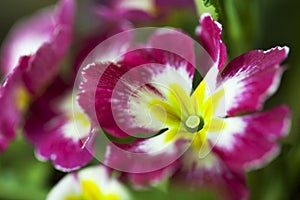 Beautiful flower Viola tricolor