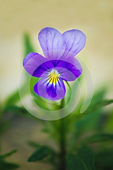 Beautiful flower of viola tricolor in the garden. Vertical photograph