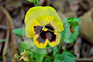 Beautiful flower of Viola tricolor var. yellow hortensis