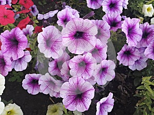 Beautiful flower violet