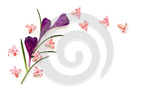 Beautiful flower violet crocuses and pink hyacinths  Hyacinthus  on a white background with space for text. Top view, flat lay