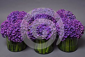 Beautiful flower violet hydrangeas