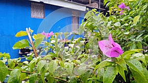 beautiful flower watered by rain