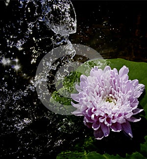 Beautiful flower with watersplash. photo