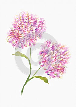 beautiful Flower white background Colorful decorative Floral