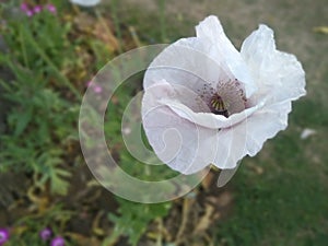 Beautiful flower in white color