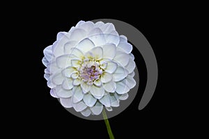 Beautiful flower, white dahlia isolated on a black background