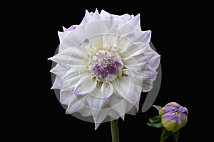 Beautiful flower, white dahlia isolated on a black background