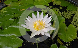 Beautiful flower white lotus.