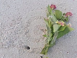 Beautiful flower on white sandy beach in Balambangan Island, Sabah.