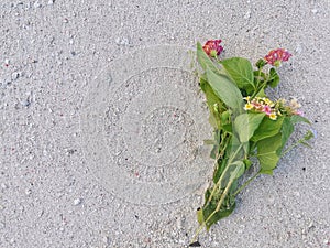 Beautiful flower on white sandy beach in Balambangan Island, Sabah.