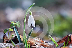 Beautiful flower of white snowdrop grows in the forest