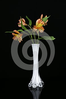 Beautiful flower in white vase