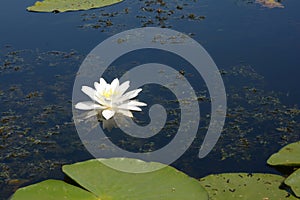 A beautiful flower white water lily or nymphaea alba is blooming on a dark blue surface of a lake in summer