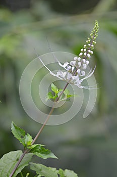 Beautiful flower in wild nature