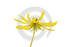 Beautiful flower with yellow petals on a leg. Isolated over white background