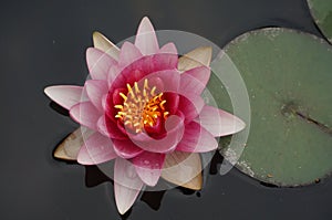 Beautiful flower: Yellow water lilly in small pond