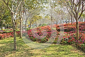 Beautiful flowerbed as linea from flowers in outdoor park photo