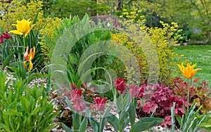 .beautiful flowerbed in a spring garden with tulips and green plants