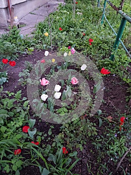 Beautiful flowerbeds in gardens of a house in Odessa, Ukraine