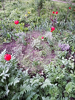 Beautiful flowerbeds in gardens of a house in Odessa, Ukraine