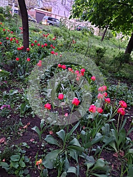 Beautiful flowerbeds in gardens of a house in Odessa, Ukraine