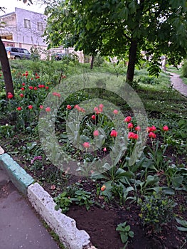 Beautiful flowerbeds in gardens of a house in Odessa, Ukraine