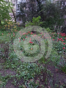 Beautiful flowerbeds in gardens of a house in Odessa, Ukraine