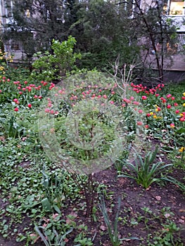 Beautiful flowerbeds in gardens of a house in Odessa, Ukraine