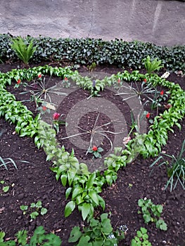 Beautiful flowerbeds in gardens of a house in Odessa, Ukraine