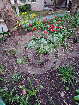 Beautiful flowerbeds in gardens of a house in Odessa, Ukraine