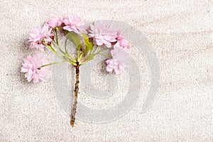 Beautiful flowering almond (prunus triloba)