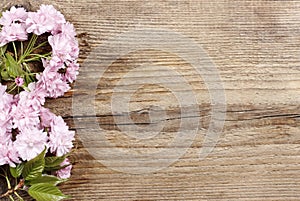 Beautiful flowering almond (prunus triloba) on wooden background