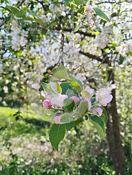Beautiful flowering apple tree branch