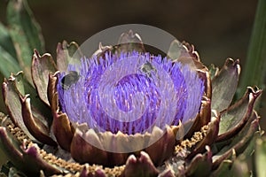 Beautiful flowering artichoke