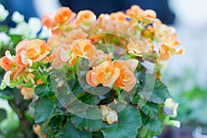 Beautiful flowering begonias delicate orange color