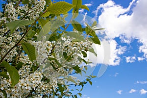 Beautiful flowering bird cherry branches on a Sunny spring day. bird cherry blossoms on a bright blue background sky