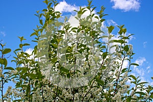 Beautiful flowering bird cherry branches on a Sunny spring day. bird cherry blossoms on a bright blue background sky